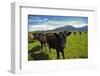 Cows and Mt Somers, Mid Canterbury, South Island, New Zealand-David Wall-Framed Photographic Print