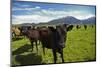 Cows and Mt Somers, Mid Canterbury, South Island, New Zealand-David Wall-Mounted Photographic Print