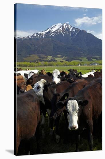 Cows and Mt Somers, Mid Canterbury, South Island, New Zealand-David Wall-Stretched Canvas