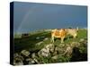 Cows and Rock Wall, Ireland-Marilyn Parver-Stretched Canvas