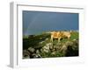 Cows and Rock Wall, Ireland-Marilyn Parver-Framed Photographic Print