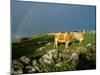 Cows and Rock Wall, Ireland-Marilyn Parver-Mounted Photographic Print