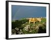 Cows and Rock Wall, Ireland-Marilyn Parver-Framed Photographic Print