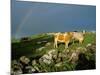 Cows and Rock Wall, Ireland-Marilyn Parver-Mounted Photographic Print