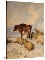 Cows and Sheep in Snowscape, 1864-Thomas Sidney Cooper-Stretched Canvas