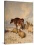 Cows and Sheep in Snowscape, 1864-Thomas Sidney Cooper-Stretched Canvas