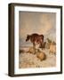 Cows and Sheep in Snowscape, 1864-Thomas Sidney Cooper-Framed Giclee Print