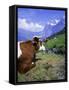 Cows at Alpiglen, Grindelwald, Bernese Oberland, Swiss Alps, Switzerland, Europe-Hans Peter Merten-Framed Stretched Canvas