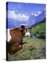 Cows at Alpiglen, Grindelwald, Bernese Oberland, Swiss Alps, Switzerland, Europe-Hans Peter Merten-Stretched Canvas