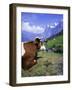 Cows at Alpiglen, Grindelwald, Bernese Oberland, Swiss Alps, Switzerland, Europe-Hans Peter Merten-Framed Photographic Print