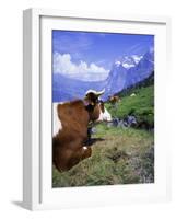 Cows at Alpiglen, Grindelwald, Bernese Oberland, Swiss Alps, Switzerland, Europe-Hans Peter Merten-Framed Photographic Print