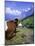 Cows at Alpiglen, Grindelwald, Bernese Oberland, Swiss Alps, Switzerland, Europe-Hans Peter Merten-Mounted Photographic Print