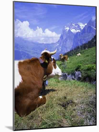 Cows at Alpiglen, Grindelwald, Bernese Oberland, Swiss Alps, Switzerland, Europe-Hans Peter Merten-Mounted Photographic Print