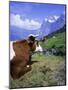 Cows at Alpiglen, Grindelwald, Bernese Oberland, Swiss Alps, Switzerland, Europe-Hans Peter Merten-Mounted Photographic Print