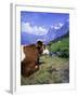 Cows at Alpiglen, Grindelwald, Bernese Oberland, Swiss Alps, Switzerland, Europe-Hans Peter Merten-Framed Photographic Print