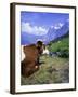 Cows at Alpiglen, Grindelwald, Bernese Oberland, Swiss Alps, Switzerland, Europe-Hans Peter Merten-Framed Photographic Print