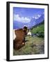 Cows at Alpiglen, Grindelwald, Bernese Oberland, Swiss Alps, Switzerland, Europe-Hans Peter Merten-Framed Photographic Print