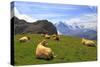 Cows at Faulhorn, Grindelwald, Bernese Oberland, Switzerland, Europe-Hans-Peter Merten-Stretched Canvas