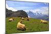 Cows at Faulhorn, Grindelwald, Bernese Oberland, Switzerland, Europe-Hans-Peter Merten-Mounted Photographic Print