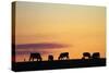 Cows at Sunset, Near Waimate, South Canterbury, South Island, New Zealand-David Wall-Stretched Canvas