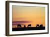 Cows at Sunset, Near Waimate, South Canterbury, South Island, New Zealand-David Wall-Framed Photographic Print