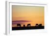 Cows at Sunset, Near Waimate, South Canterbury, South Island, New Zealand-David Wall-Framed Photographic Print