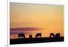 Cows at Sunset, Near Waimate, South Canterbury, South Island, New Zealand-David Wall-Framed Photographic Print