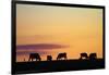 Cows at Sunset, Near Waimate, South Canterbury, South Island, New Zealand-David Wall-Framed Photographic Print