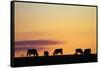 Cows at Sunset, Near Waimate, South Canterbury, South Island, New Zealand-David Wall-Framed Stretched Canvas