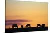 Cows at Sunset, Near Waimate, South Canterbury, South Island, New Zealand-David Wall-Stretched Canvas