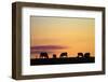 Cows at Sunset, Near Waimate, South Canterbury, South Island, New Zealand-David Wall-Framed Photographic Print