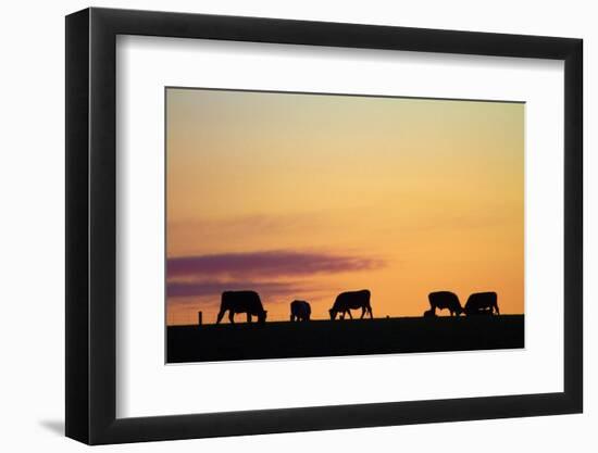 Cows at Sunset, Near Waimate, South Canterbury, South Island, New Zealand-David Wall-Framed Photographic Print