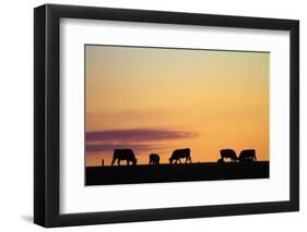 Cows at Sunset, Near Waimate, South Canterbury, South Island, New Zealand-David Wall-Framed Photographic Print