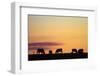 Cows at Sunset, Near Waimate, South Canterbury, South Island, New Zealand-David Wall-Framed Photographic Print