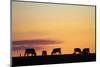 Cows at Sunset, Near Waimate, South Canterbury, South Island, New Zealand-David Wall-Mounted Photographic Print