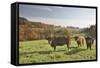 Cows, Autumn, Lindenfels (Town), Odenwald (Low Mountain Range), Hesse, Germany-Raimund Linke-Framed Stretched Canvas