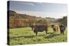 Cows, Autumn, Lindenfels (Town), Odenwald (Low Mountain Range), Hesse, Germany-Raimund Linke-Stretched Canvas