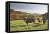 Cows, Autumn, Lindenfels (Town), Odenwald (Low Mountain Range), Hesse, Germany-Raimund Linke-Framed Stretched Canvas