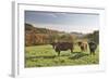 Cows, Autumn, Lindenfels (Town), Odenwald (Low Mountain Range), Hesse, Germany-Raimund Linke-Framed Photographic Print