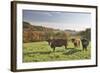 Cows, Autumn, Lindenfels (Town), Odenwald (Low Mountain Range), Hesse, Germany-Raimund Linke-Framed Photographic Print