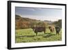 Cows, Autumn, Lindenfels (Town), Odenwald (Low Mountain Range), Hesse, Germany-Raimund Linke-Framed Photographic Print