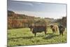 Cows, Autumn, Lindenfels (Town), Odenwald (Low Mountain Range), Hesse, Germany-Raimund Linke-Mounted Photographic Print