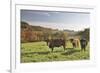 Cows, Autumn, Lindenfels (Town), Odenwald (Low Mountain Range), Hesse, Germany-Raimund Linke-Framed Photographic Print