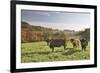 Cows, Autumn, Lindenfels (Town), Odenwald (Low Mountain Range), Hesse, Germany-Raimund Linke-Framed Photographic Print