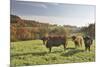 Cows, Autumn, Lindenfels (Town), Odenwald (Low Mountain Range), Hesse, Germany-Raimund Linke-Mounted Photographic Print