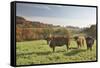 Cows, Autumn, Lindenfels (Town), Odenwald (Low Mountain Range), Hesse, Germany-Raimund Linke-Framed Stretched Canvas