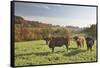 Cows, Autumn, Lindenfels (Town), Odenwald (Low Mountain Range), Hesse, Germany-Raimund Linke-Framed Stretched Canvas