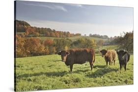 Cows, Autumn, Lindenfels (Town), Odenwald (Low Mountain Range), Hesse, Germany-Raimund Linke-Stretched Canvas