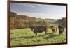 Cows, Autumn, Lindenfels (Town), Odenwald (Low Mountain Range), Hesse, Germany-Raimund Linke-Framed Photographic Print