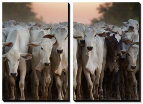 Cows Being Herded Down the Road in the Pantanal-Alex Saberi-Stretched Canvas